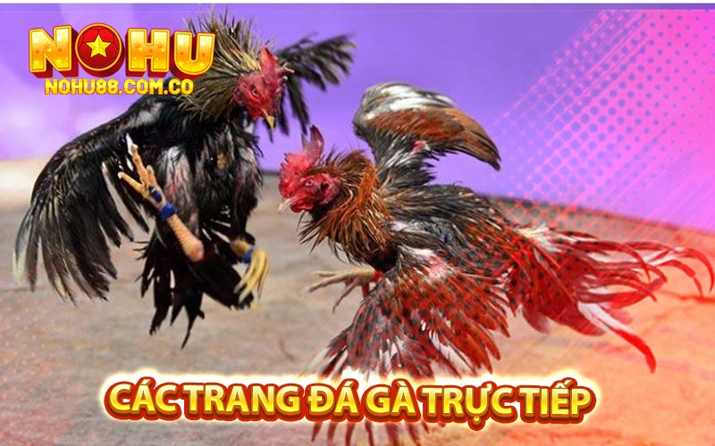 Đá Gà Trực Tiếp - Kỹ Thuật Đặt Cược Hiệu Quả Tại Nohu88 3 Các Trang Đá Gà Trực Tiếp