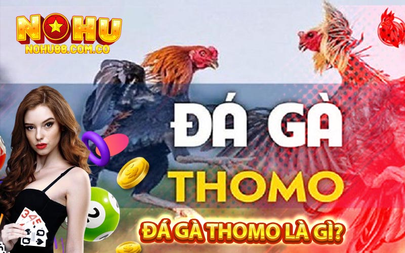 Đá Gà Thomo - Tìm Hiểu Về Cổng Đá Gà WS168 2 Đá Gà Thomo là gì?