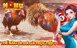 Thế Nào Là Đá Gà Trực Tiếp ?
