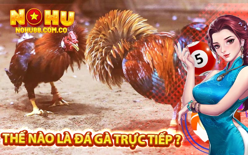 Đá Gà Trực Tiếp - Kỹ Thuật Đặt Cược Hiệu Quả Tại Nohu88 2 Thế Nào Là Đá Gà Trực Tiếp ?