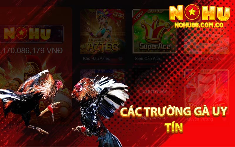 Đá Gà Cựa Sắt - Quy Trình Chăm Sóc Đêm Ra Trường Đấu 4 Các Trường Gà Uy Tín