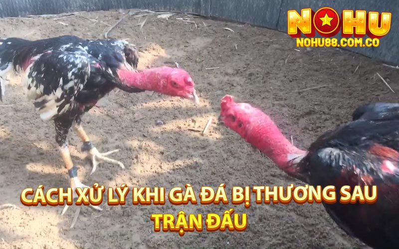 Đá Gà Đòn - Kỹ Thuận Chăm Sóc Gà Chiến Trong Dịp Tết 4 Cách Xử Lý Khi Gà Đá Bị Thương Sau Trận Đấu