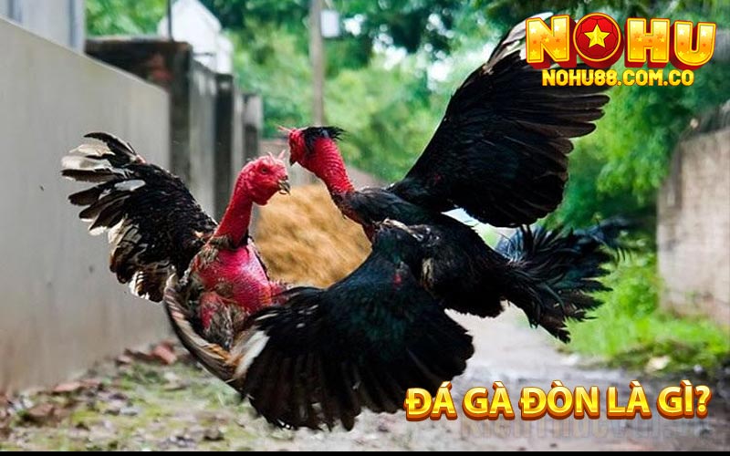 Đá Gà Đòn - Kỹ Thuận Chăm Sóc Gà Chiến Trong Dịp Tết 2 Đá Gà Đòn Là Gì?