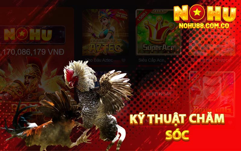 Gà Cú Là Gì? Cách Chọn Gà Và Chơi Hiệu Quả Để Chơi 3 Kỹ Thuật Chăm Sóc