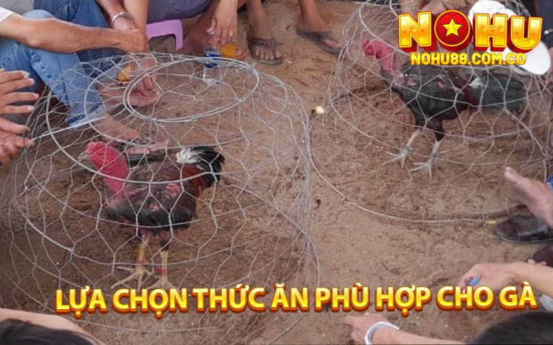 Đá Gà Đòn - Kỹ Thuận Chăm Sóc Gà Chiến Trong Dịp Tết 3 Lựa Chọn Thức Ăn Phù Hợp Cho Gà Đòn
