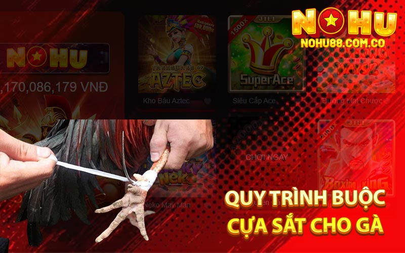 Đá Gà Cựa Sắt - Quy Trình Chăm Sóc Đêm Ra Trường Đấu 3 Quy Trình Buộc Cựa Sắt Cho Gà